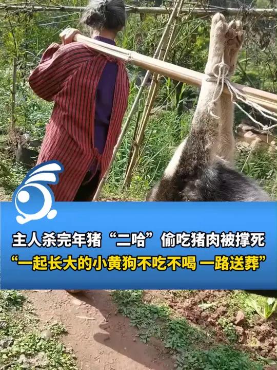 主人杀年猪狗狗偷吃猪肉被撑死