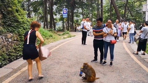 女子爬黔灵山被猴子抢包