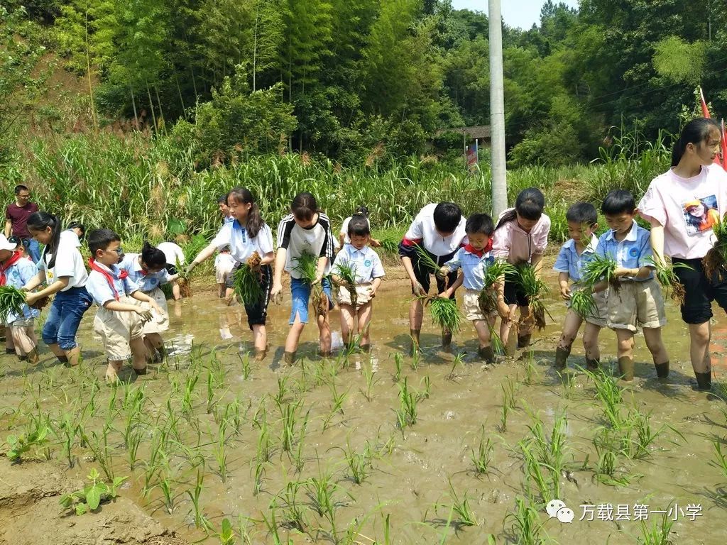 小学组织百余名学生下田体验插秧