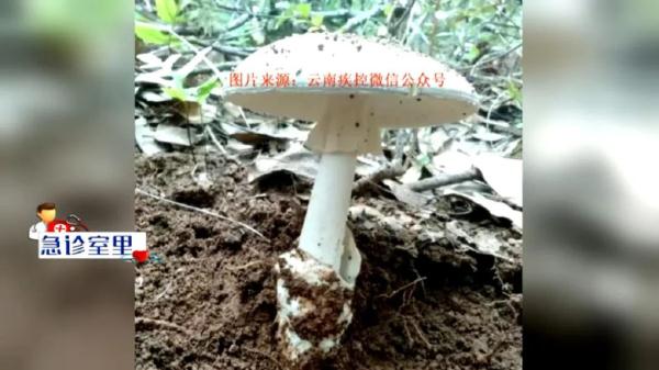 教授在云南因菌子中毒失踪？校方回应