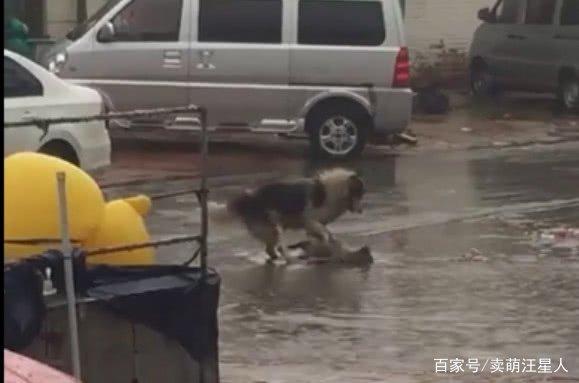 暴雨过后狗妈妈叼着幼崽求助