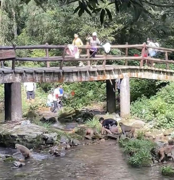 游客在景区遭猴群袭击