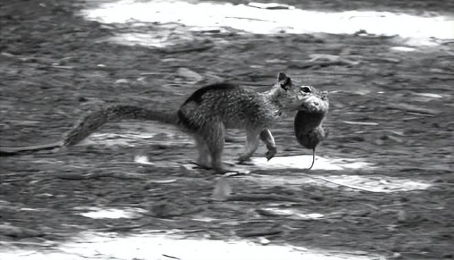 California ground squirrels have been found to be "carnivorous"