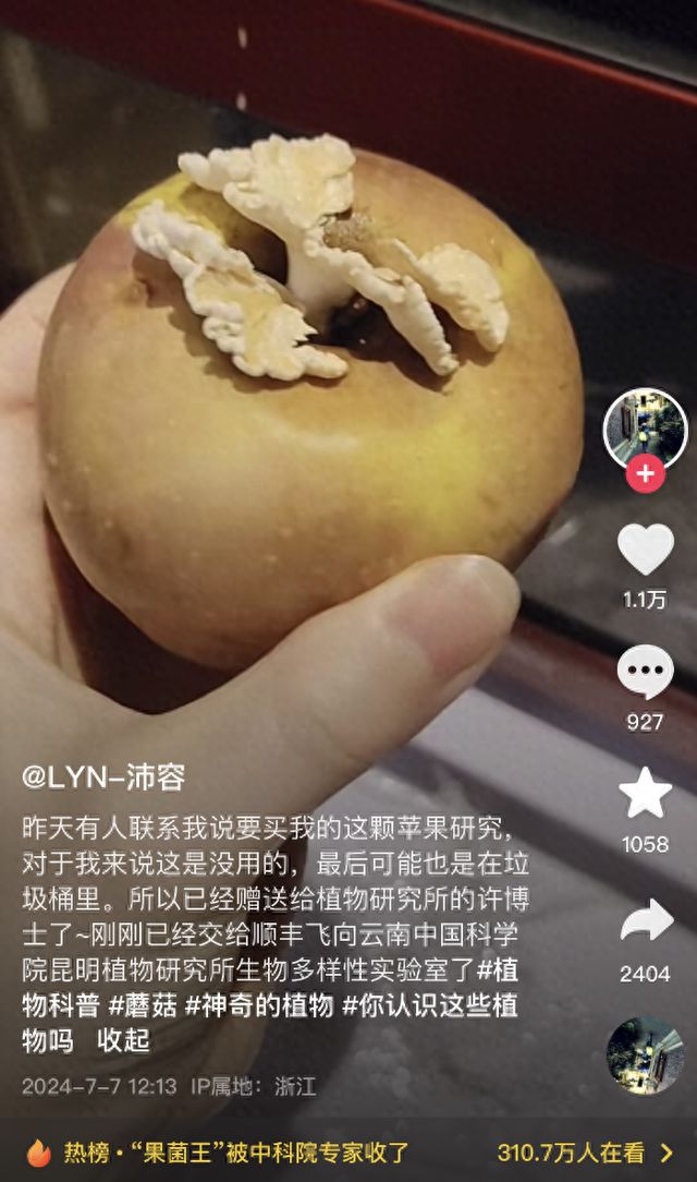 苹果上为啥长蘑菇？专家揭秘果菌王