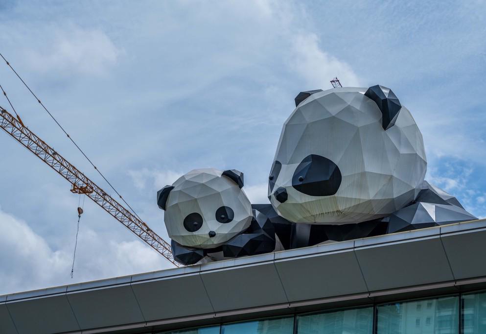 赠港大熊猫安安可可今日赴港