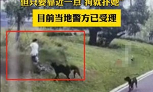 制止4条大型犬咬人男子系饲养员