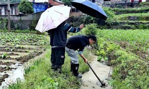 夏种进入高峰期 各地抗旱保夏种