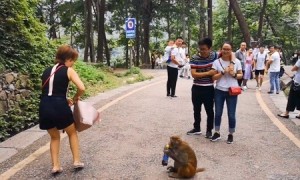 女子爬黔灵山被猴子抢包