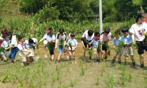 小学组织百余名学生下田体验插秧