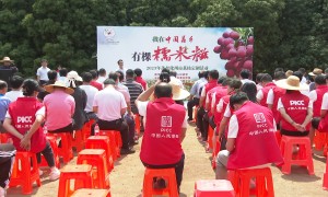 广东商会给黑龙江送了棵荔枝树