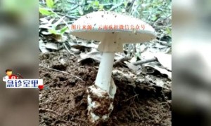 教授在云南因菌子中毒失踪？校方回应