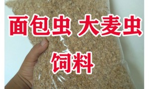 海关在泡面杯中查获800条大麦虫