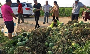 西瓜突然涨价 有收购商遭到一天三涨