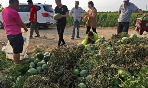 西瓜突然涨价 有收购商遭遇一天三涨