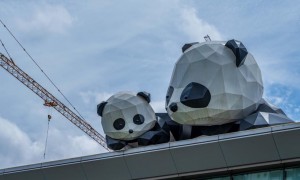 赠港大熊猫安安可可今日赴港