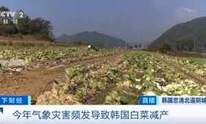 韩方称会视情况扩大中国大白菜进口量