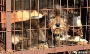 7吨实验比格犬被当狗肉卖